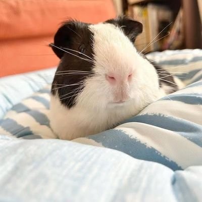 Squeak! I'm a cute and curious Guinea pig who loves munching on veggies, playing with toys, and making new friends on Twitter.