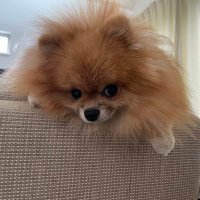 わっきー (@rilakkumawacky) 's Twitter Profile