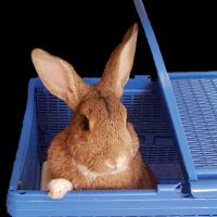 radiologist rabbit(@radiologistrabb) 's Twitter Profile Photo