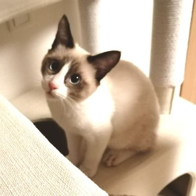 保護猫スー😺
2022年6月生まれ(推定)のわがままボーイ😾
好きな食べ物はササミ😽
趣味は鳥の観察🙀
好きなおもちゃは紐😸

無言フォロー歓迎😼
無言フォロー失礼します😺
気軽にリポストしたり外したりしてくださいね😸

※画像、動画は幼少期のものもあります。
※画像、動画の無断転載禁止