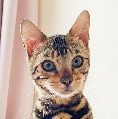 ベンガル猫のナギです。2022年12月生まれの♀保護猫です🐾先住猫のロシアンコタロウ♂(14)&保護猫茶トラきなこ♀(2)と共に暮らしながら、猫世界の荒波を乗り越えていきます☀猫アカウントフォロバします。
