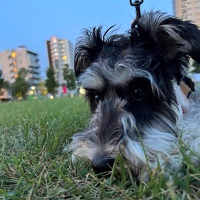 keigo_matsui's profile picture. SNSマーケティング | 採用支援 | SES営業 | わんこ