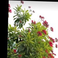 R K (@rajvirk04588670) 's Twitter Profile