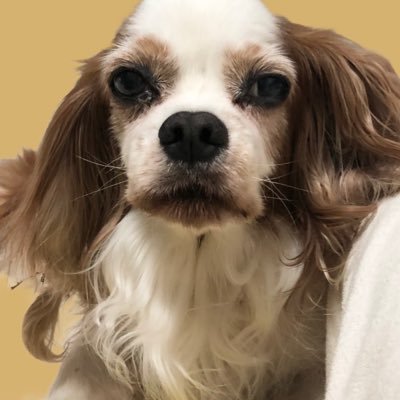 belllrrrain's profile picture. 隠れ&♡🌙→BB見習い🌞 ヘリジュンの為に매일 난일해したい人