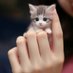 🐈 (@mulanjingga) Twitter profile photo 🐈 (@mulanjingga) Twitter profile photo