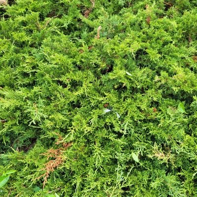 deadroses1187's profile picture. Here for a short time, not a long time.