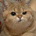 Linda Anthis (@linki_poo) Twitter profile photo Linda Anthis (@linki_poo) Twitter profile photo