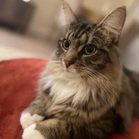 Thor(@Thor_tabby) 's Twitter Profile Photo