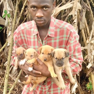 Every dog deserves a chance to have a home,lets collect our hands together and we support the homeless animals in Uganda 🇺🇬🇺🇬🇺🇬