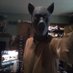 Lupus king (@howl1ngmadness) Twitter profile photo Lupus king (@howl1ngmadness) Twitter profile photo