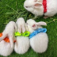 Full Time $RABBITS Bettor(@RabbitsGambling) 's Twitter Profile Photo