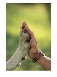 Siamo un rifugio che accoglie cani randagi al fine di toglierli dalla strada.
I nostri pelosi cercano casa... e noi invadiamo in network per trovargliela!