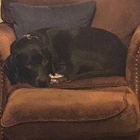 Joe Trump (@joetrump22) 's Twitter Profile