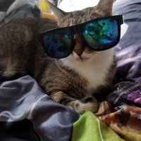 CatMania (@svetiksvetik87) Twitter profile photo