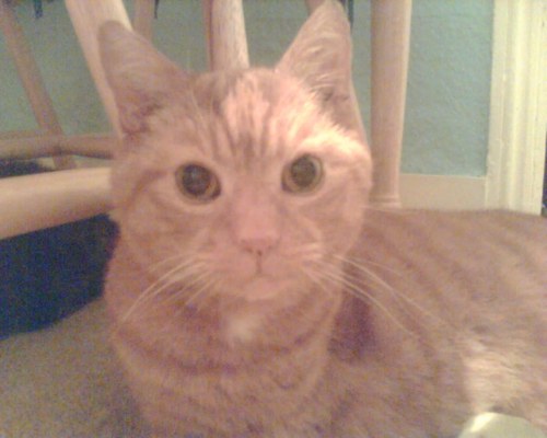 rafterycatpower's profile picture. Biologist and data scientist. Loves nature and learning new things. If we are kind and forgiving the world will be better for all.