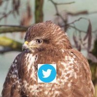 Mathias 🕊 🦋 (@swaninga_fotos) Twitter profile photo