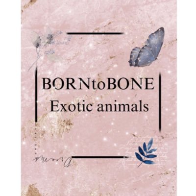 BORNtoBONE のエキゾチックアニマル専門のTwitterです😊  自家ブリード個体の子もいますので、お気軽にお問い合わせください(^^)