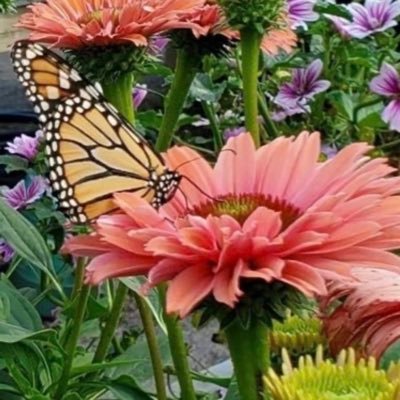 Silc_nj's profile picture. 