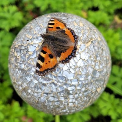 Moths. Also, record shots of wildlife seen on our walks in the West Midlands.