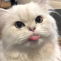 narakmark (@rapnganka) 's Twitter Profile