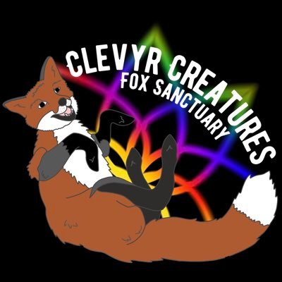 Domestic Fox Rescue located in Southern Oklahoma. Stay Clevyr Little Fox.