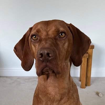 Living in the Essex countryside. Grumpy, exasperated or a combination of both. Irritated by nonsense. Owned by a Vizsla.