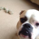 brett haven - @k9duncan - Twitter