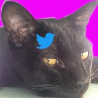 黒い猫やん🐾消費税廃止！れいわの衆議院議員を倍増しよう🦋(@NoirGattonero) 's Twitter Profile Photo