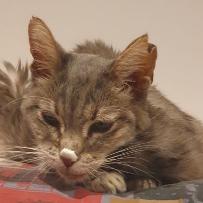 Loupali3's profile picture. Ma chatte adorée, autre victime de la vaccination. Dcd après 2 ans de lutte acharnée contre un liposarcome.
Sometimes you win, sometimes you learn.
Carpe diem !