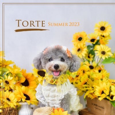 トイプードルのトルテちゃんねる(Torte channel)さんのプロフィール画像