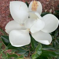 Iris Queen (@_starandrea78) 's Twitter Profile