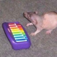 not charlie (@shadowpeoplehq) 's Twitter Profile