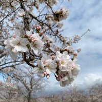 くまおじ (@c_k_j_o_h) 's Twitter Profile