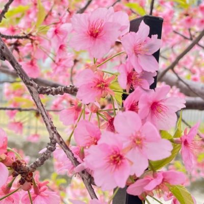 fhwjixtwhjkl's profile picture. SU23T