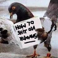 Bird Turd (@big_bird_turd) 's Twitter Profile
