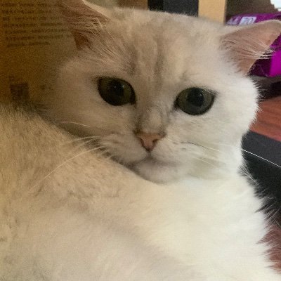 xinyunxie244335's profile picture. 