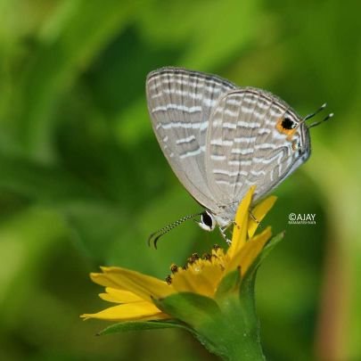 IT professional, nature photographer (a bit of a butterfly expert), occasional poet