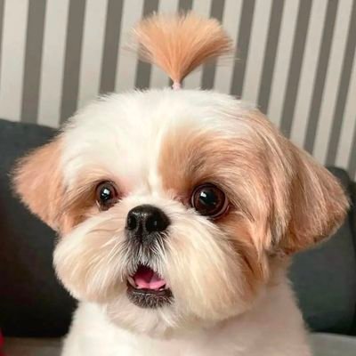 QPalng's profile picture. bayot