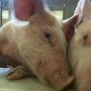 Craig Mackay - @cmac1000 - Twitter