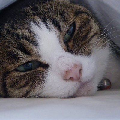 miho_kony's profile picture. 泡盛部部長、泡盛ゆんたく大使、泡盛マイスター。「もっと泡盛を日常に！」毎週木曜日は20時から泡盛部。でも泡盛のことはここでは呟いていません。泡盛はこっち https://t.co/l1Cf16Iu0B