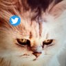 chipangee's profile picture. 西海岸在住 黒猫２匹 ガーデニング、観葉植物、エアプランツ、多肉植物、パン作り、編み物、野鳥、野生動物、Breaking badとTwin peaksオタク
NDロードスター RF乗りです　Natasha Lyonne love