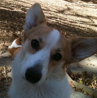 corgi4kat's profile picture. Retired teacher, Corgi fanatic, into dog shows, cooking, baking, eclectic reading, new country music fan.