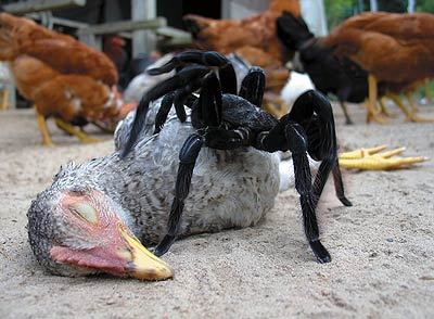 VA_Bob1's profile picture. I'm a spider.  A big one.  I'm called Bob.  My master toyed with Fluffy for a while but he liked Bob better.
