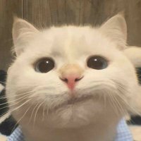 !!? (@mupingroll) 's Twitter Profile