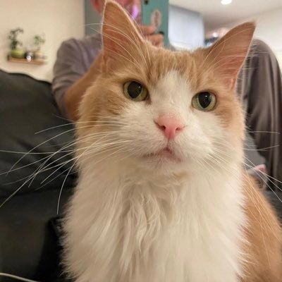 confiture116's profile picture. 