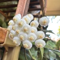 Emi Mae (@singem1) 's Twitter Profile