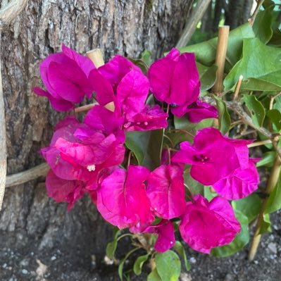 75Mamma64's profile picture. Persu-Mamma