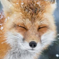 karinto (@kxrinto) 's Twitter Profile