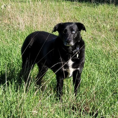 Turfgeneral's profile picture. Turf Manager at the Oaks of Cobden. Husband, Proud Papa to two beautiful grandchildren, Leaf fan, U of G alum.