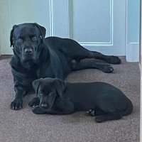 Winston hairy breeks esq and Jim m’lad (@winstonthedug) 's Twitter Profile